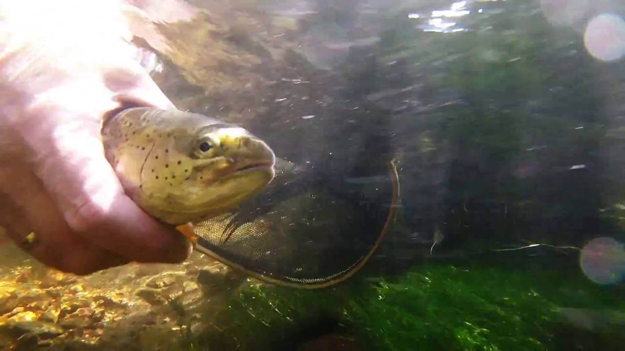 Fly Fishing Deckers Colorado GoPro YouTube