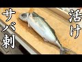 【6月オススメ】活けで食べたら一番美味い魚がこちらです。
