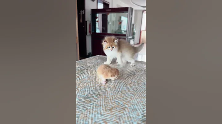 Watch the video about Cute kitten - pretty kitty #cat #kitten #cute