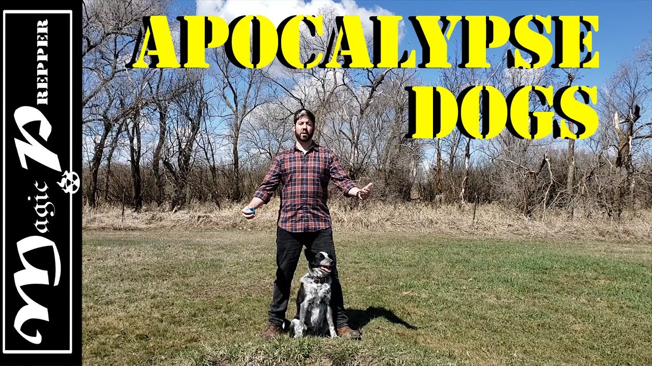 Apocalypse Dogs Best Dog Breeds for SHTF YouTube