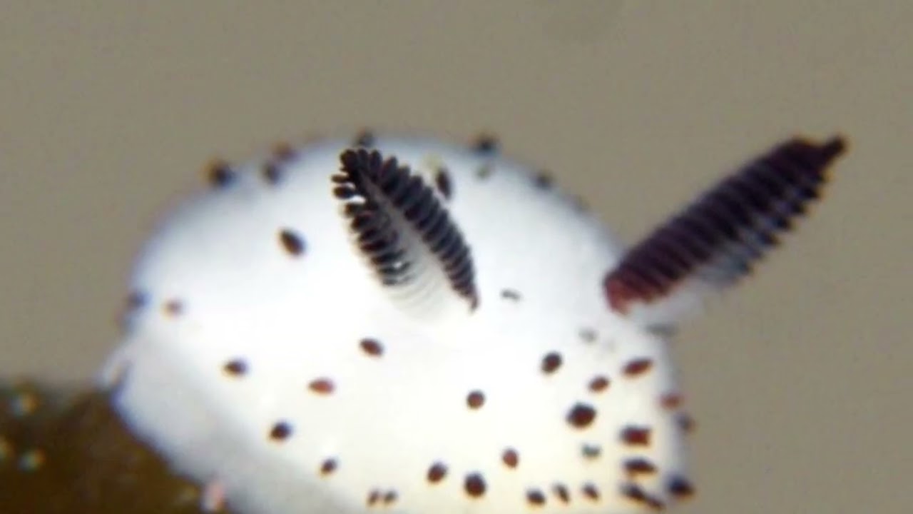 The Glorious Anthem of Heartlantis