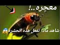 من عجائب الخالق حشرة تضيئ سبحان الله لله ف الأفاق أيات