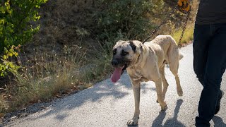 Training Your Kangal Dog: Essential Tips & Techniques