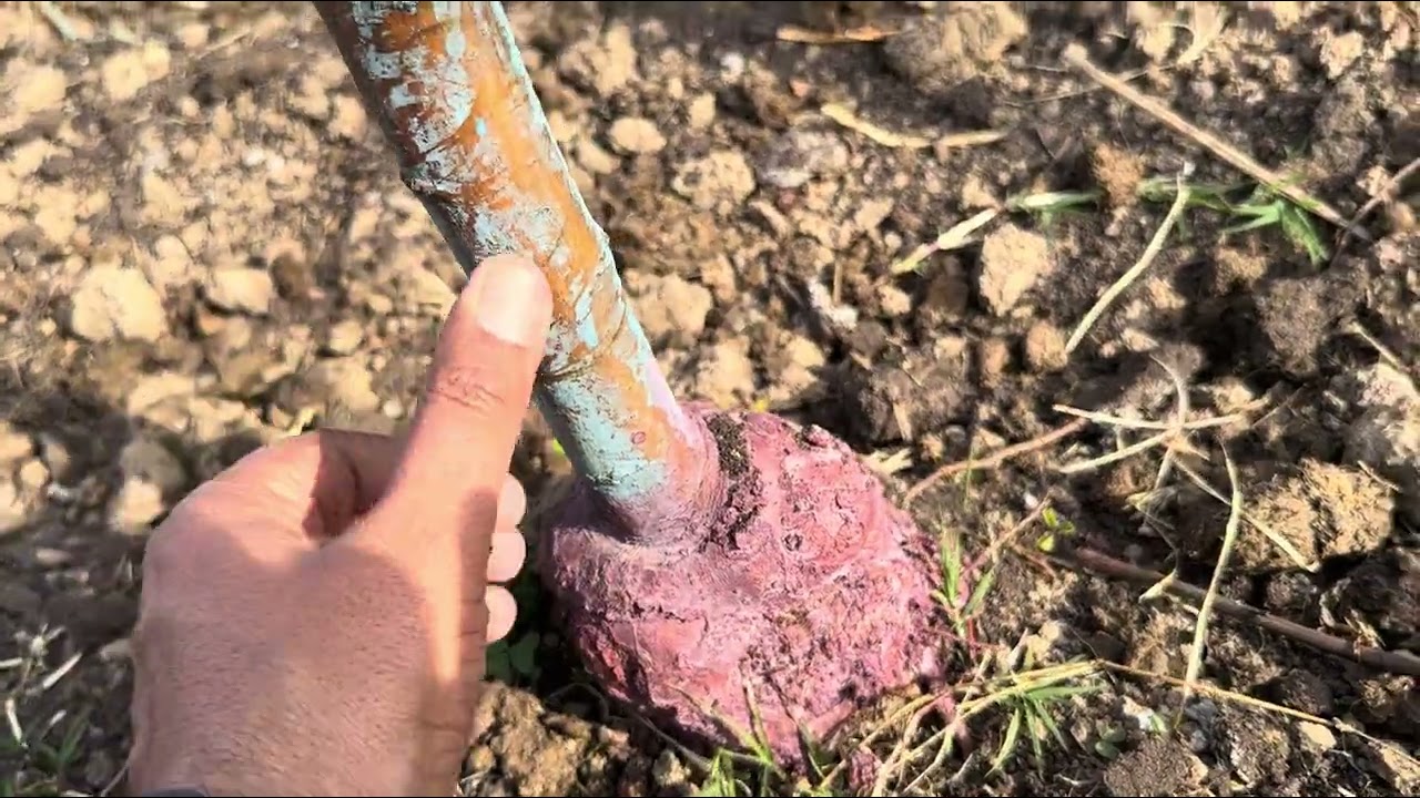 G41 Rootstock vs M9 Rootstock — Complete Comparison