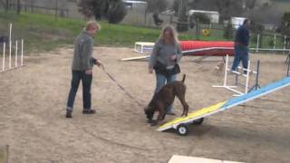 Tobi's First Agility Class!