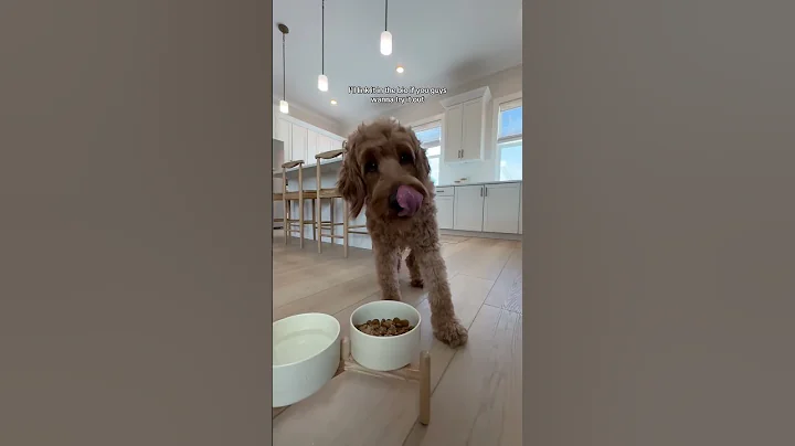 If you’re a picky eater like Ziggy, try Hill’s Pet Nutrition! #Shorts