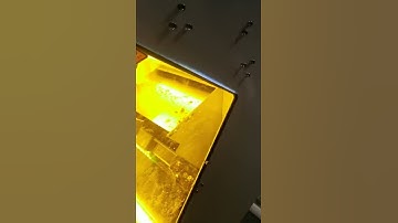 chrysanthemum processing video