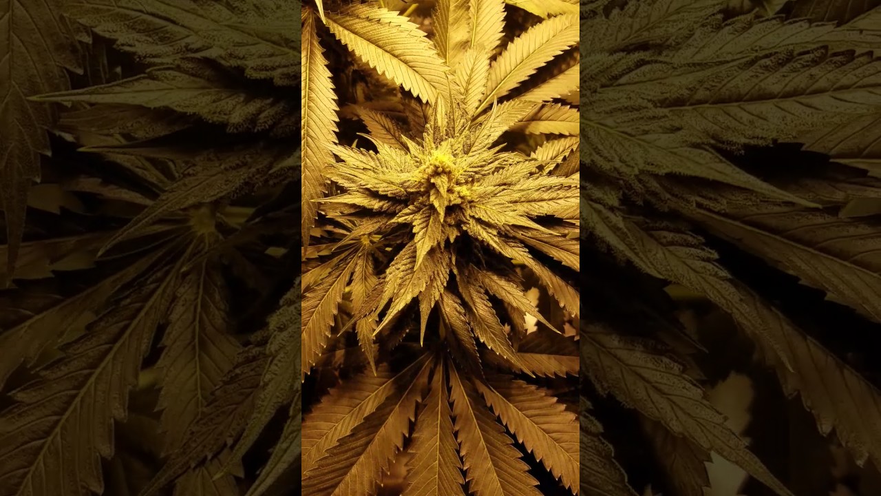 Cookie wreck and Bruce Banner updated. Week 4 of flower