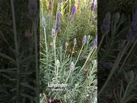 Видео: Full Sun Desert Plants – узнайте о садоводстве в Desert Sun