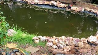 Pond Log 1-6-24 Goldfish in the Rain