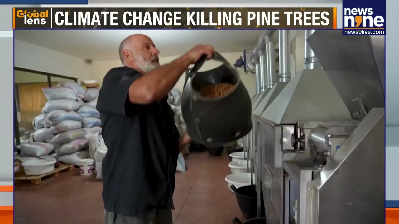 Lebanon’s Dying Pine Forests Threaten Communities | Environmental Crisis | News9
