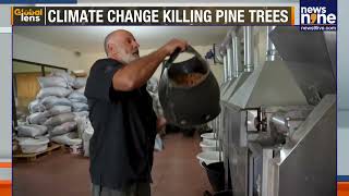 Lebanon’s Dying Pine Forests Threaten Communities | Environmental Crisis | News9