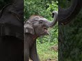 Baby elephant #water #play #playing #photography #nature #jungkook #elephant #career #camera #craft