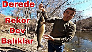 Derede Balik Yakalama Dev Baliklar - Yosun Baliği Siraz Balığı Olta Takimi Nasil Yapilir ?