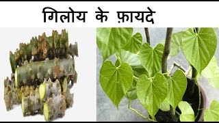 गिलोय के फ़ायदे | Health Benefits of Giloy | Giloy for Jaundice, fever, weight loss and Arthritis