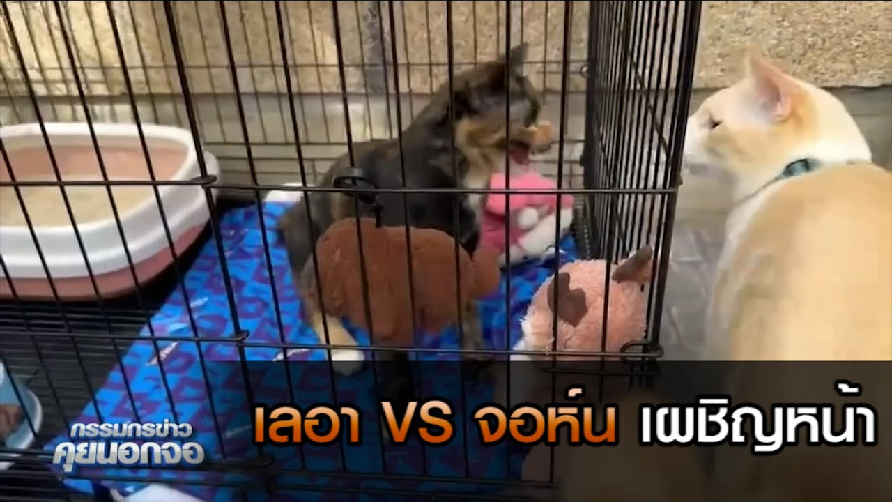 เลอา(เลอะ) VS จอห์น เผชิญหน้า