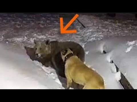Vídeo: Os ursos pretos atacam os cães?