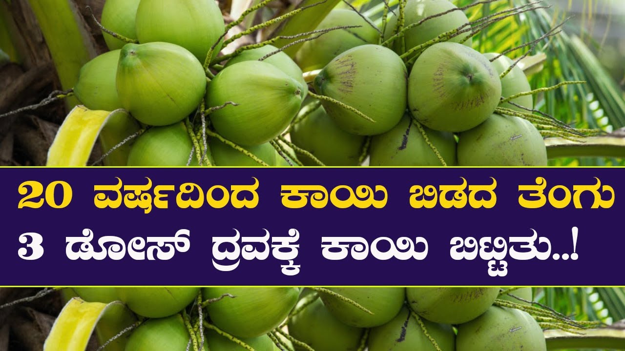 ತೆಂಗಿನ ಮರದಲ್ಲಿ ಕಾಯಿ ಬಿಡದಿದ್ದರೆ ಇದೊಂದು ಕೆಲಸ ಮಾಡಿ | Coconut farming in organic method