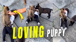 Loving Puppy Lay Over a Boy and Try to Lick Him