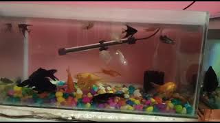 Soft verify Fishes screenshot 5