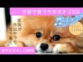 効果実証432Hz~528Hz🎵お留守番も安心10時間🐶#14.愛犬の分離不安解消の音楽🎵犬が落ち着くBGM💖犬が反応しおとなしく静かになる🎵Dog,Calming,Anxiety,Relax