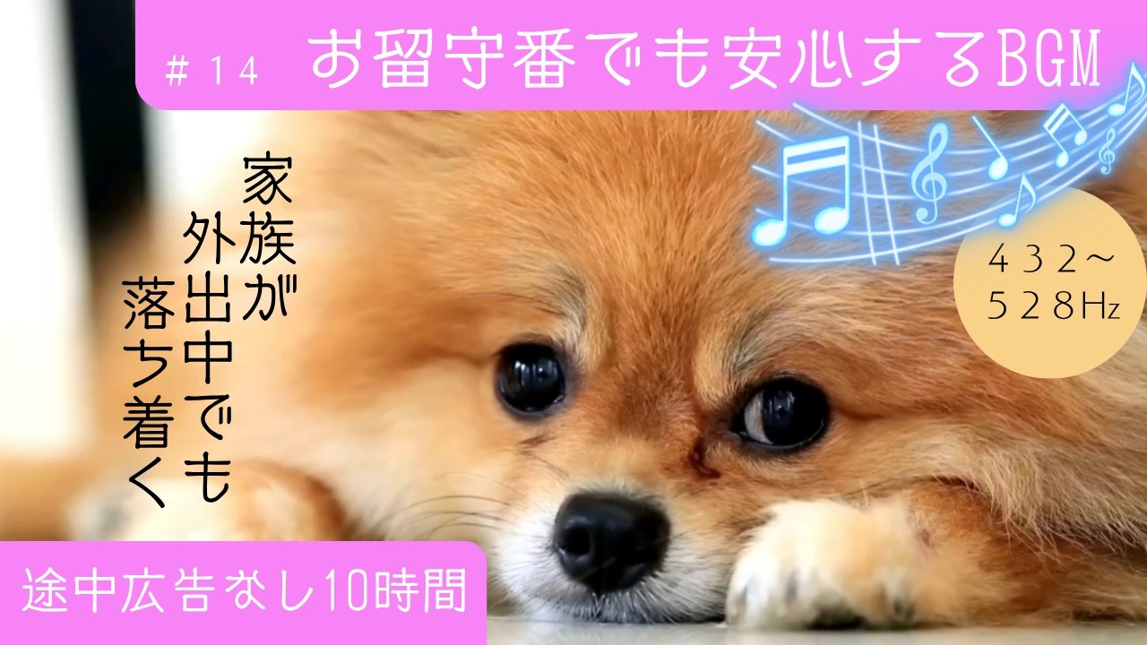 効果実証432Hz~528Hz🎵お留守番も安心10時間🐶#14.愛犬の分離不安解消の音楽🎵犬が落ち着くBGM💖犬が反応しおとなしく静かになる🎵Dog,Calming,Anxiety,Relax