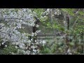 眠りにさそわれ 井上陽水 カバー