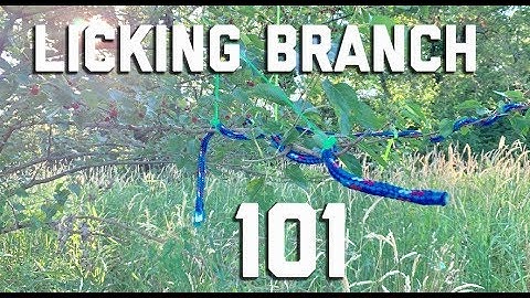 Licking Branches 101
