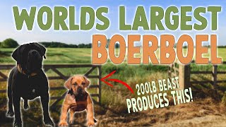 200lbs Boerboel Produces A WORLDS FIRST PUPPY 🤯
