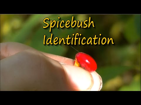 Spicebush Identification