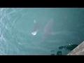 Nouvelle Calédonie - Requins Bouledogue 2