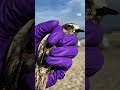 कैलिफोर्निया के बीचों पर काले टार का रहस्य [Black blobs mystery on Californian beaches]
