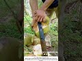 Stripping Coconut Husks with a Sharp Knife – Fast and Skilled Handwork 🥥🔪