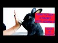 How to sex a rabbit, is it a buck or a doe