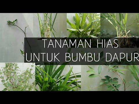 Tanaman bumbu  dapur  sebagai tanaman hias  YouTube