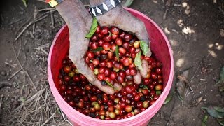 How Coffee Is Grown in Tanzania (Mondul Coffee Estates near Kilimanjaro)