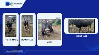 How to Install Gau Sampurna App and Use the AI Scanner for Cattle Health screenshot 4