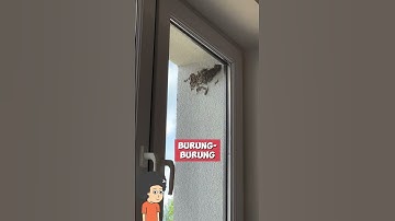 Thumbnail of Burung Membuat Sarang Di Depan Rumah #shorts #shortsfeed #shortvideo #respectshorts #respect #short