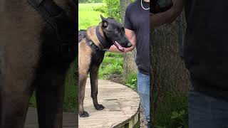 GSDPUPPYSTUFF 8MOS. Malinios 2nd training session. Defence building.