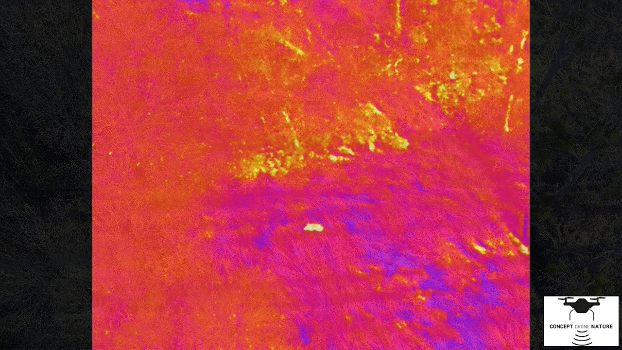 Comptage animalier par drone avec une matrice 210 et sa caméra thermique  XT2