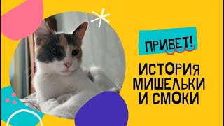 История Спасения Двух Котят, - Смоки И Миши: От Встречи, Лечения И До Устройства В Новую Семью