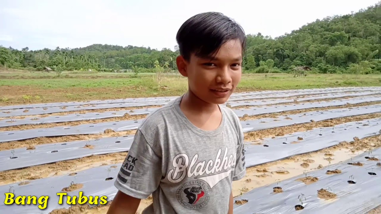 Cara menanam cabai pakek kesabaran... 