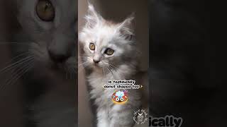 Are You Mind Blown Yet? Pt. 250 | Maine Coon Cat #funny #cute