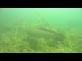 I See Fish People - Lake Champlain in Saint Albans (Burton Island) 2
