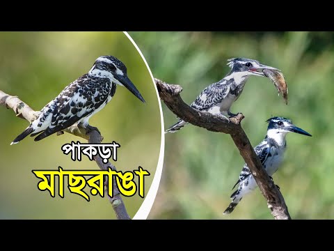 পাকড়া মাছরাঙা | The Incredible Pied Kingfisher