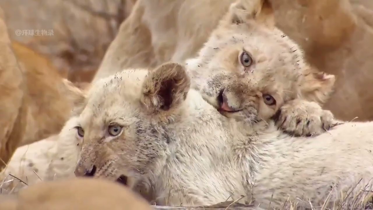 Explore the Gobi/Sahara Desert: Wildlife World