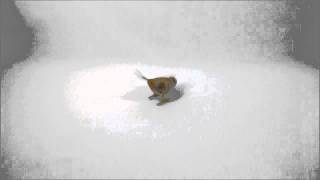 Clockwork Bird.wmv