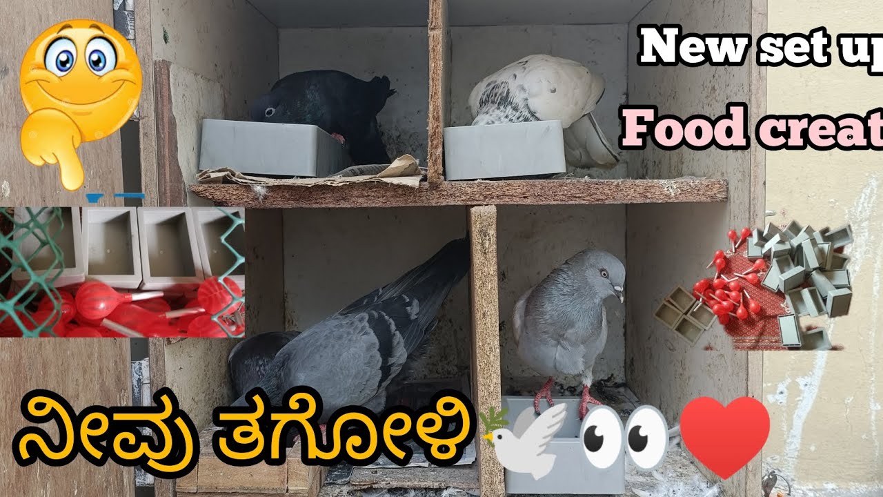 new update on pigeon cage in kannada ||Prince loft|| ನಿಮಗೂ ಇದು ಬೇಕಾಗುತ್ತದೆ 😍👀🕊️