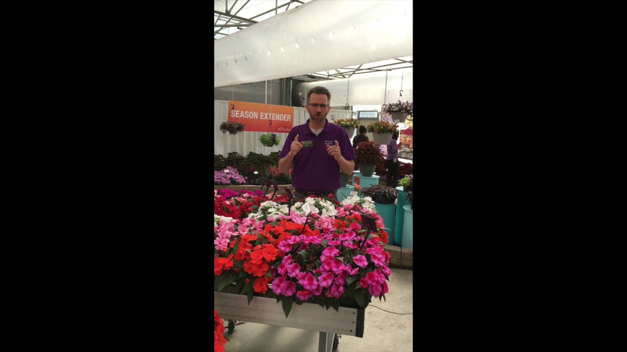 playstation 3 Clockwork New Guinea Impatiens from Ball FloraPlant