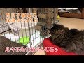 うちの子3日目。見守る先住猫ぎんじろぅ。の巻【はちの成長記録#3】